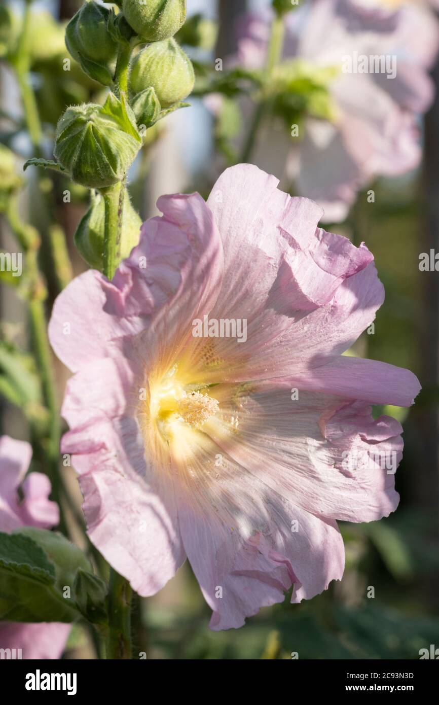 Un soffice Hollyhock rosa (Alcea rosea) che cresce in un giardino austriaco. Il hollyhock comune è una pianta ornamentale della famiglia Malvaceae Foto Stock