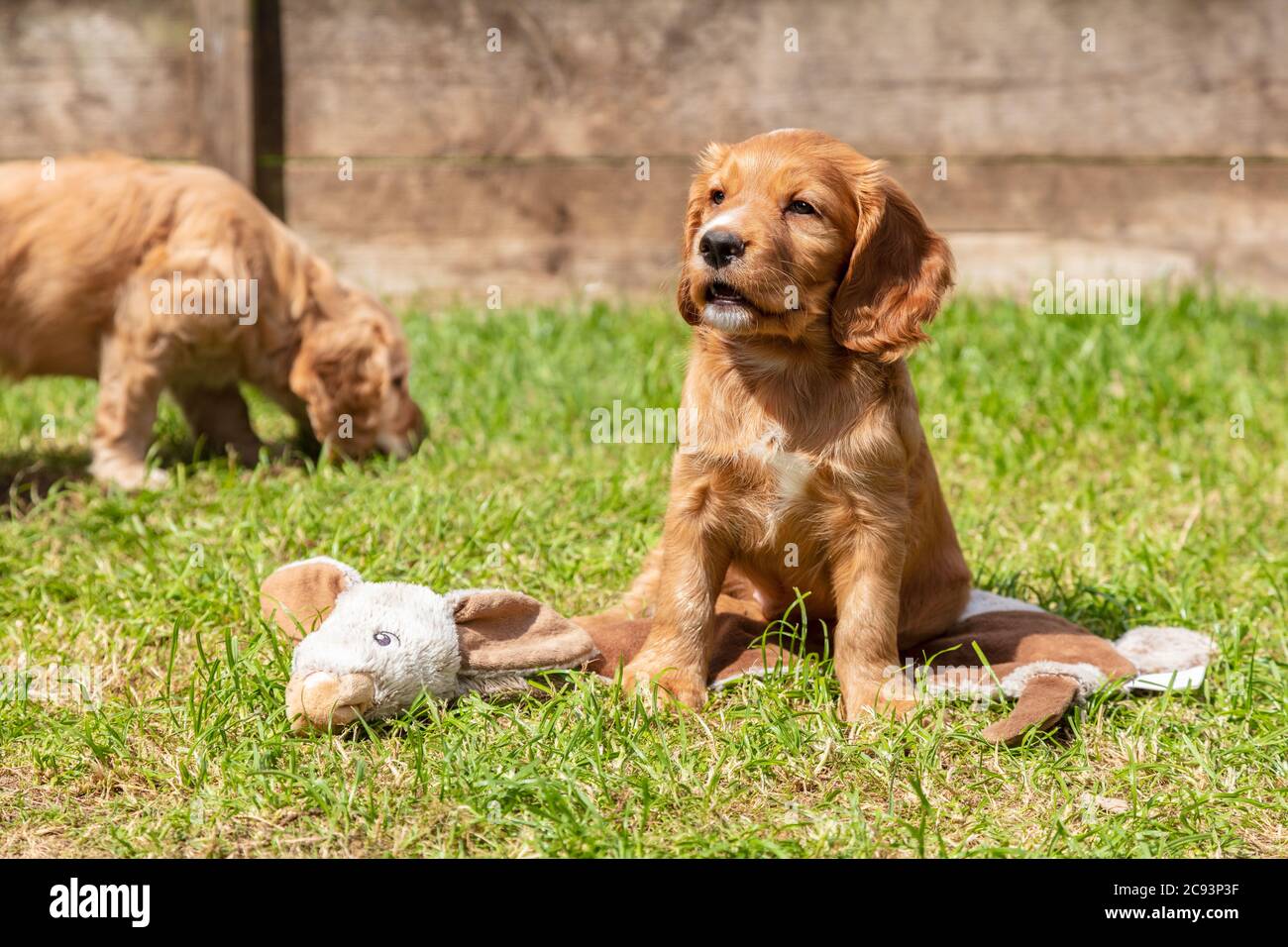 Due cani carino Brown Puppy che giocano sull'erba in un parco o in un giardino Foto Stock