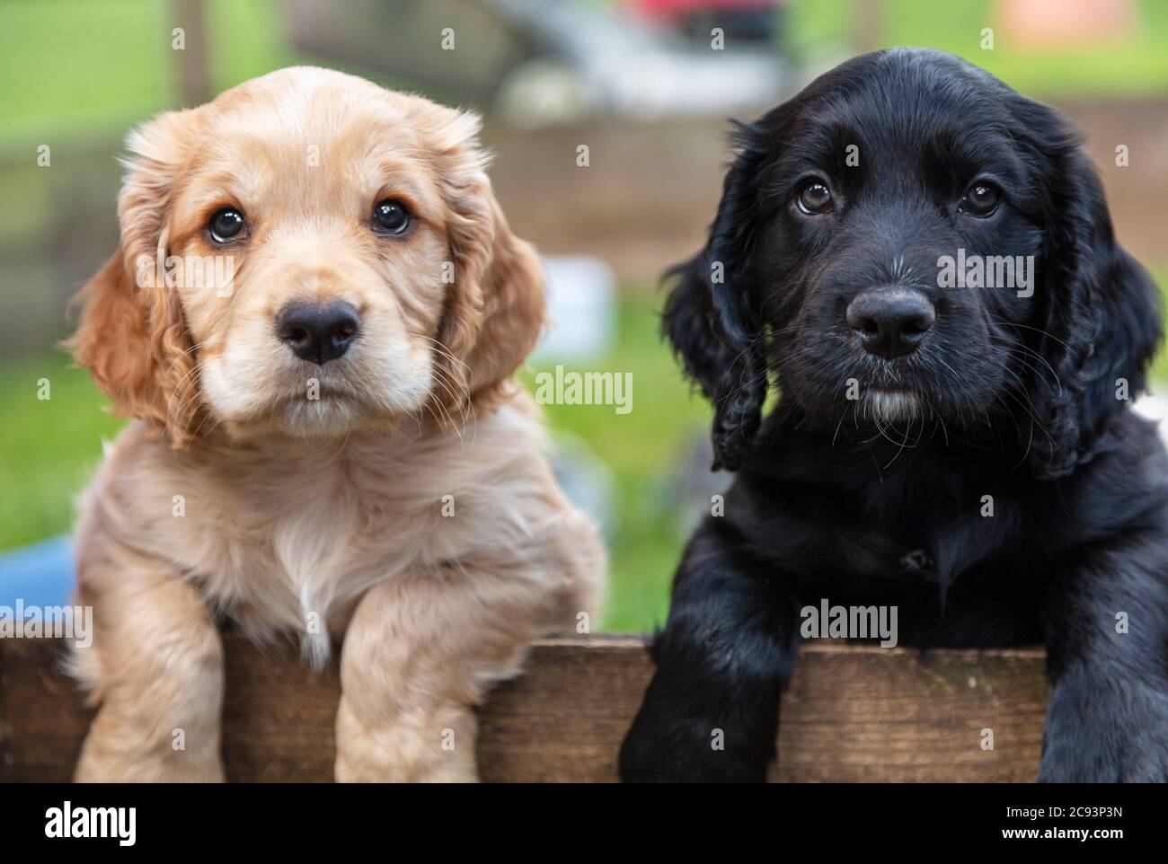 Carini cani cuccioli neri e marroni, due cuccioli, insieme appoggiati su una recinzione di legno all'esterno Foto Stock