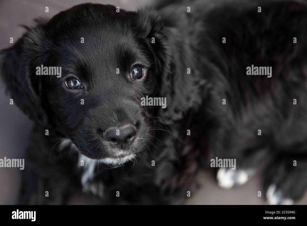 Carino cane nero cucciolo che si posa in giù guardando in macchina fotografica Foto Stock