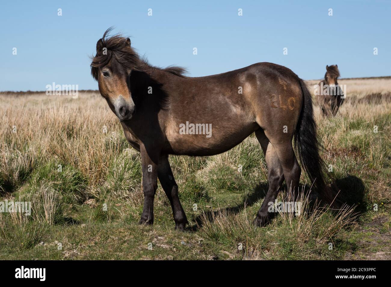 Wild Exmoor Pony cavallo con impressionante mane nel Regno Unito Somerset Foto Stock