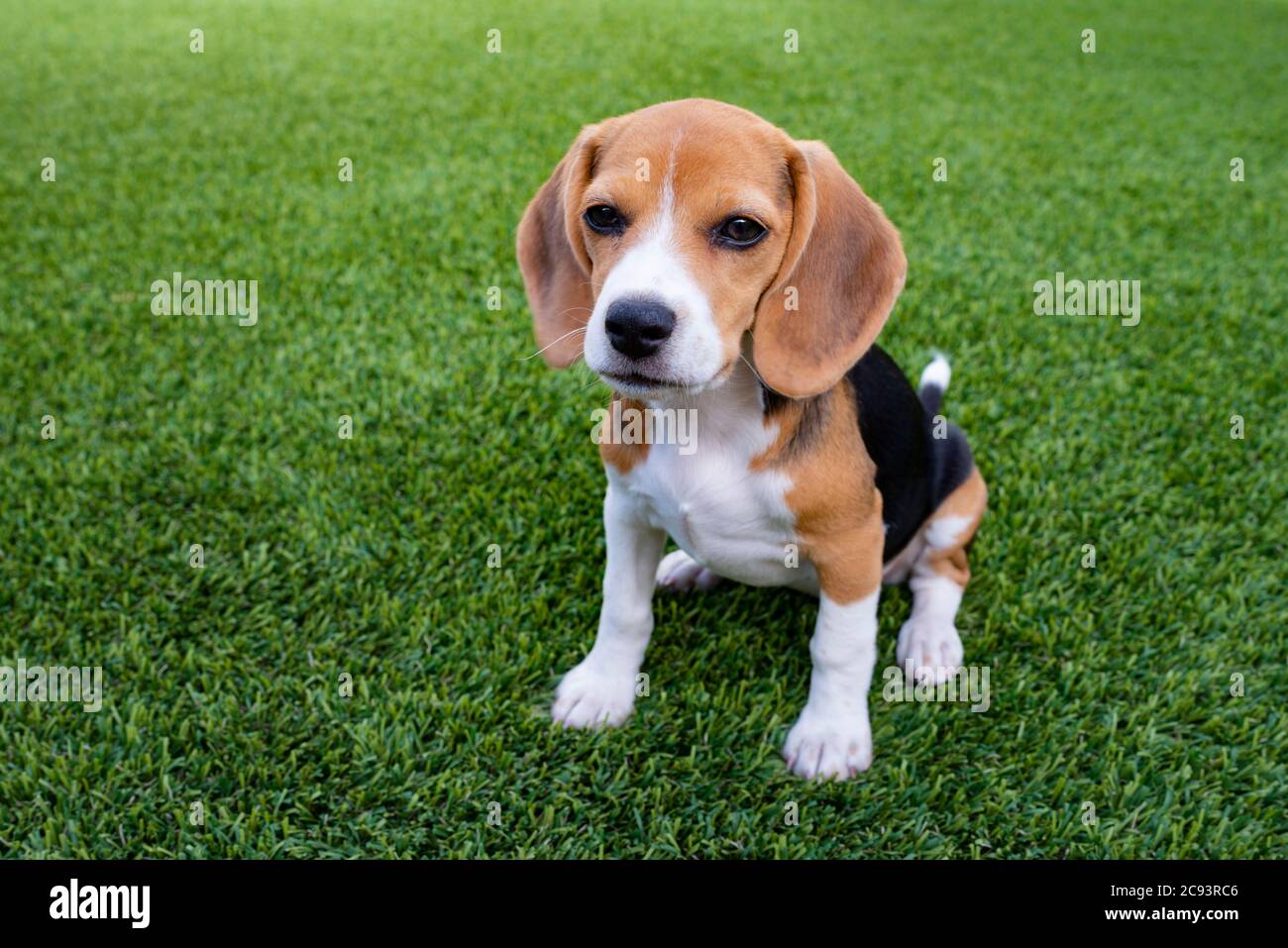 Cucciolo di Beagle Foto Stock