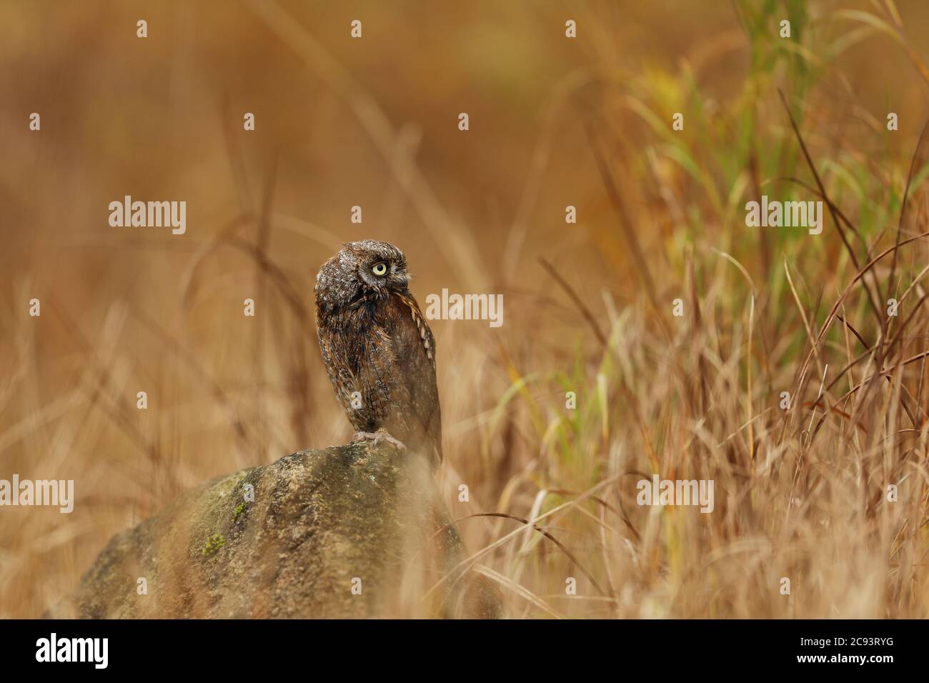 Otus scrops. La natura selvaggia della Bulgaria. Natura libera. Una bella immagine della natura. Rodopi. Un piccolo uccello, gufo primo piano. Foto Stock