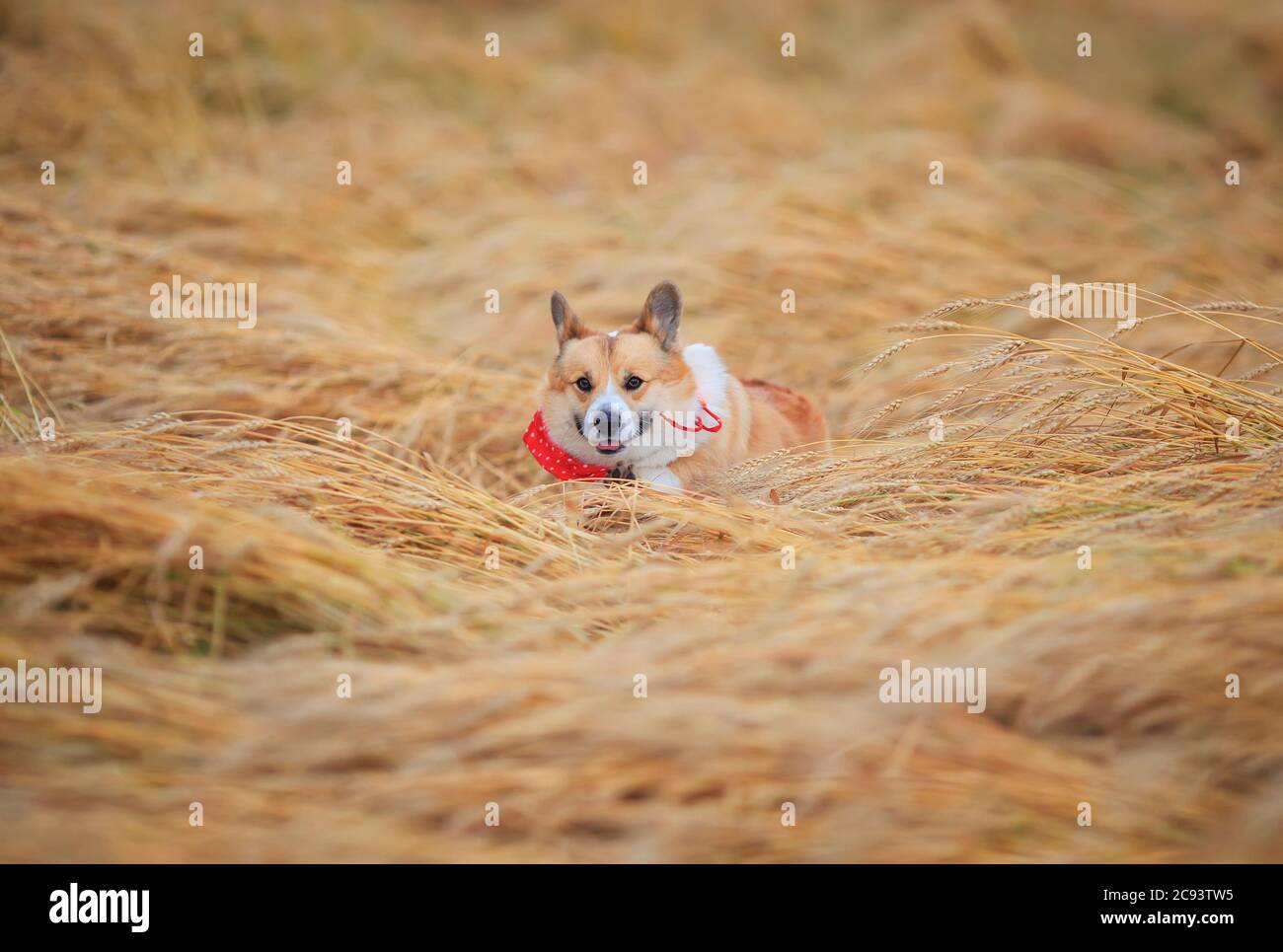 Bel cane cucciolo d'oro Corgi corre in un campo di grano maturo che salta sopra le orecchie Foto Stock