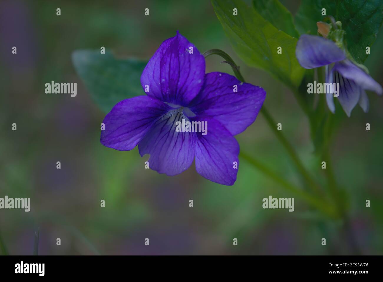 Viola odorata viola dolce, viola inglese, viola comune - fiori violacei fiorire nella foresta in primavera prato selvaggio, sfondo. Foto Stock
