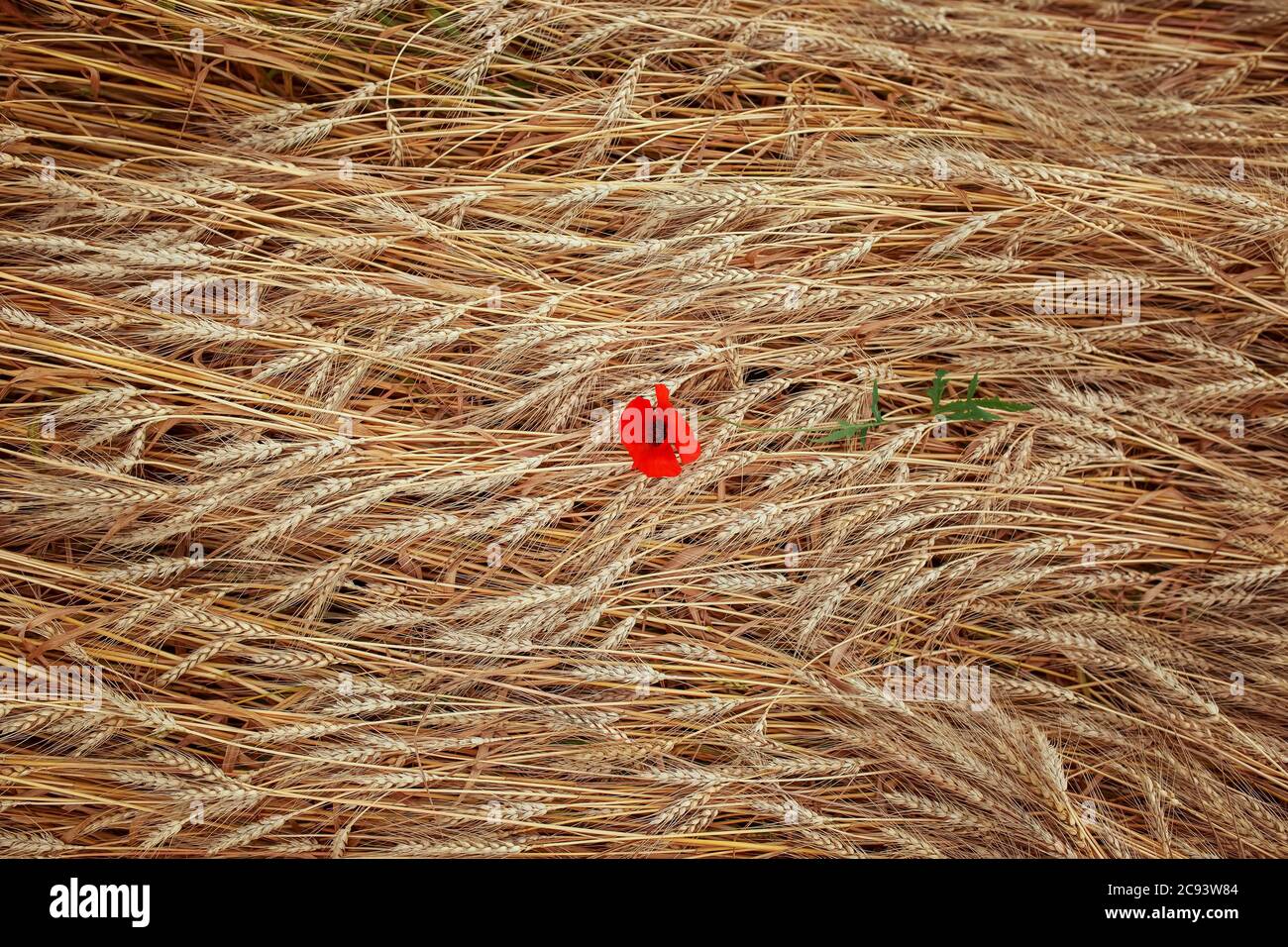 Sfondo naturale vista dall'alto delle orecchie di grano dorato e dei fiori di papavero rosso Foto Stock