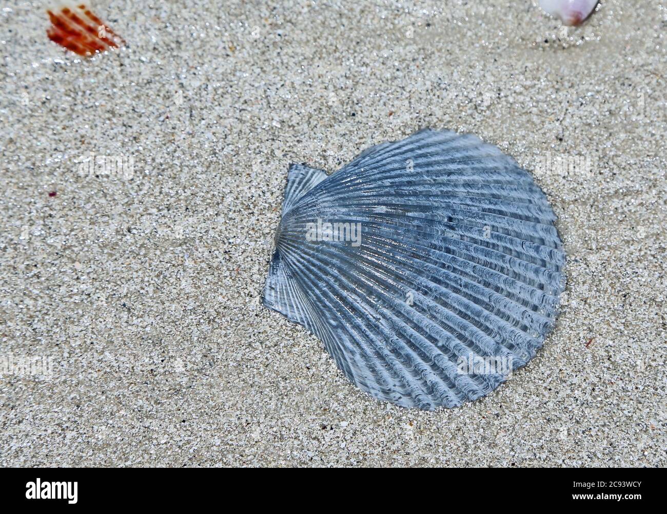 Guscio blu, Florida Foto Stock