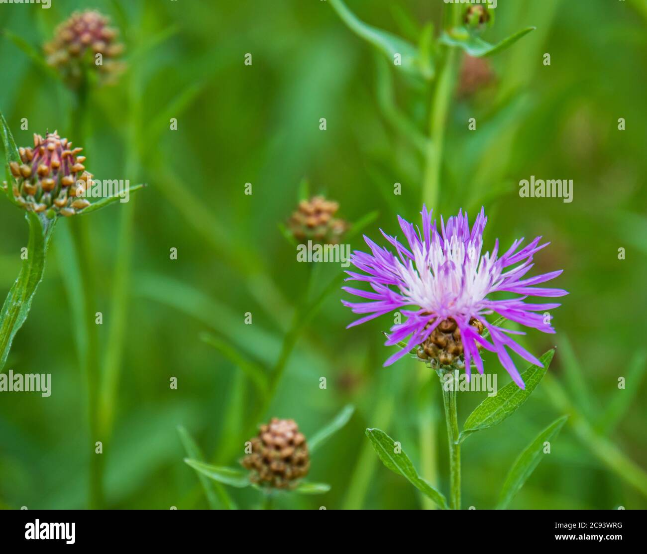 una lavanda viola e bianco cornflower o pulsante di bachelor, fiorendo in un campo di verde Foto Stock