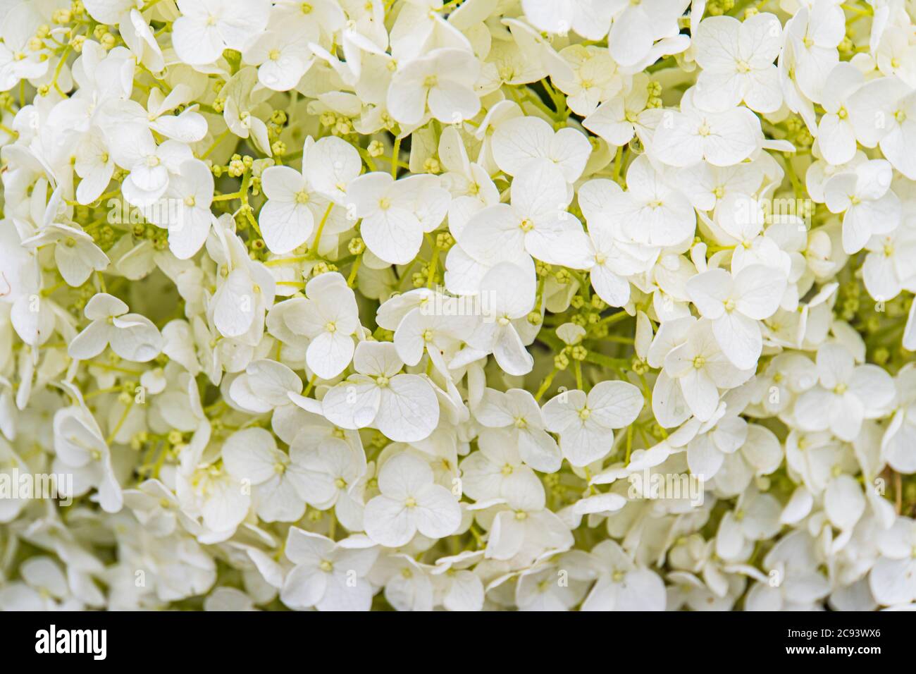 i minuscoli fiori bianchi che costituiscono un fiore di idrangea Foto Stock