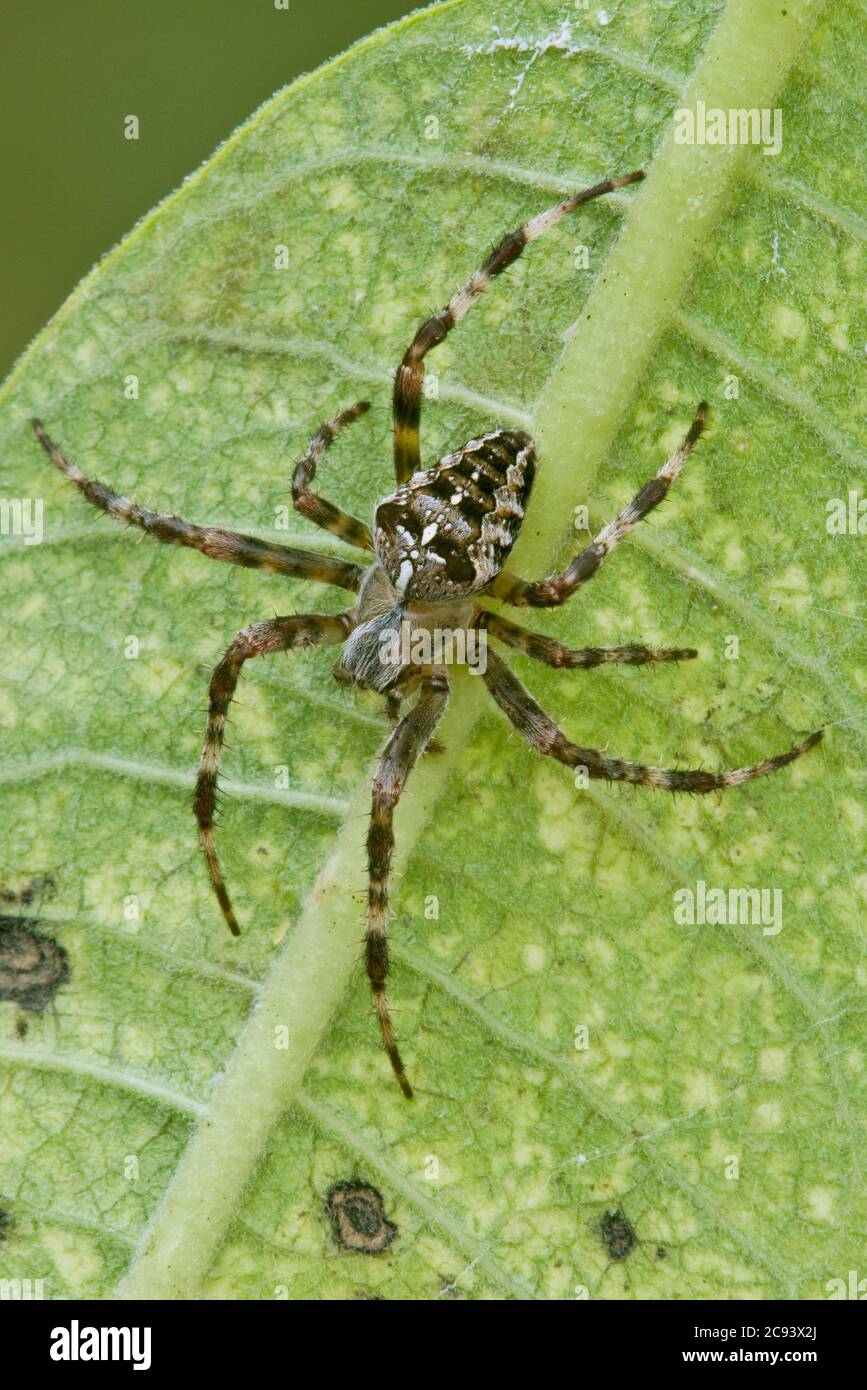 Croce o Ragno da giardino (Araneus diadematus) su foglia di Milkweed (Asclepias syriaca), e USA, di Skip Moody/Dembinsky Photo Assoc Foto Stock