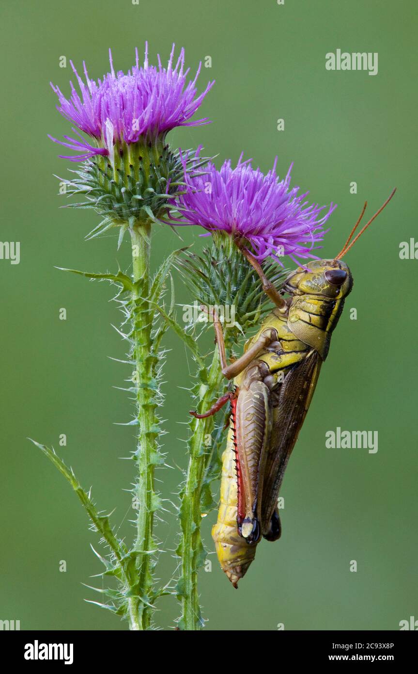 Locusto a gambe rosse (Melanoplus femurrubrum) su Star Thistle (Cirsium palustre) Foto Stock