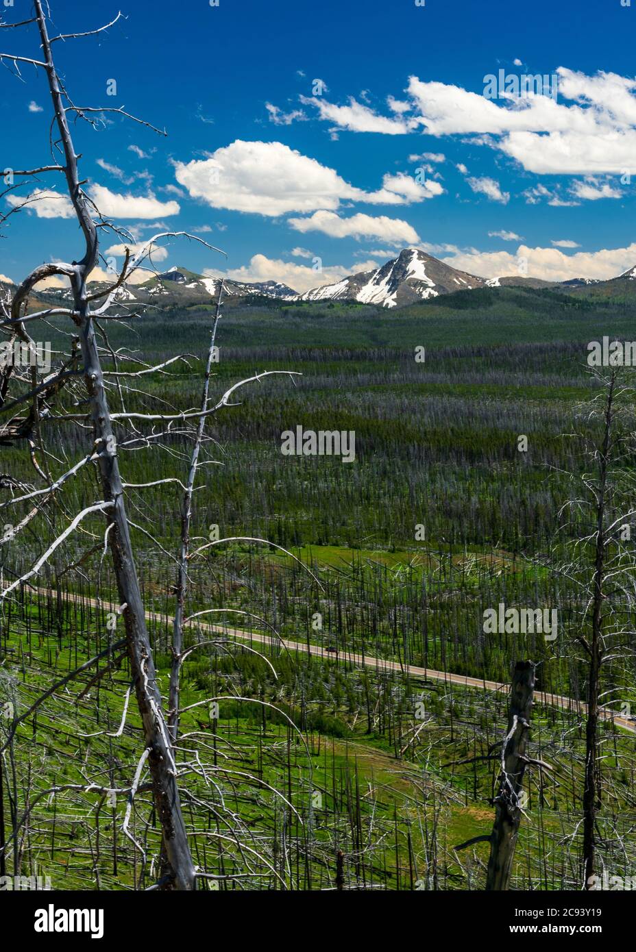 Vista sull'area bruciata del parco nazionale di Yellowstone con le montagne sullo sfondo Foto Stock