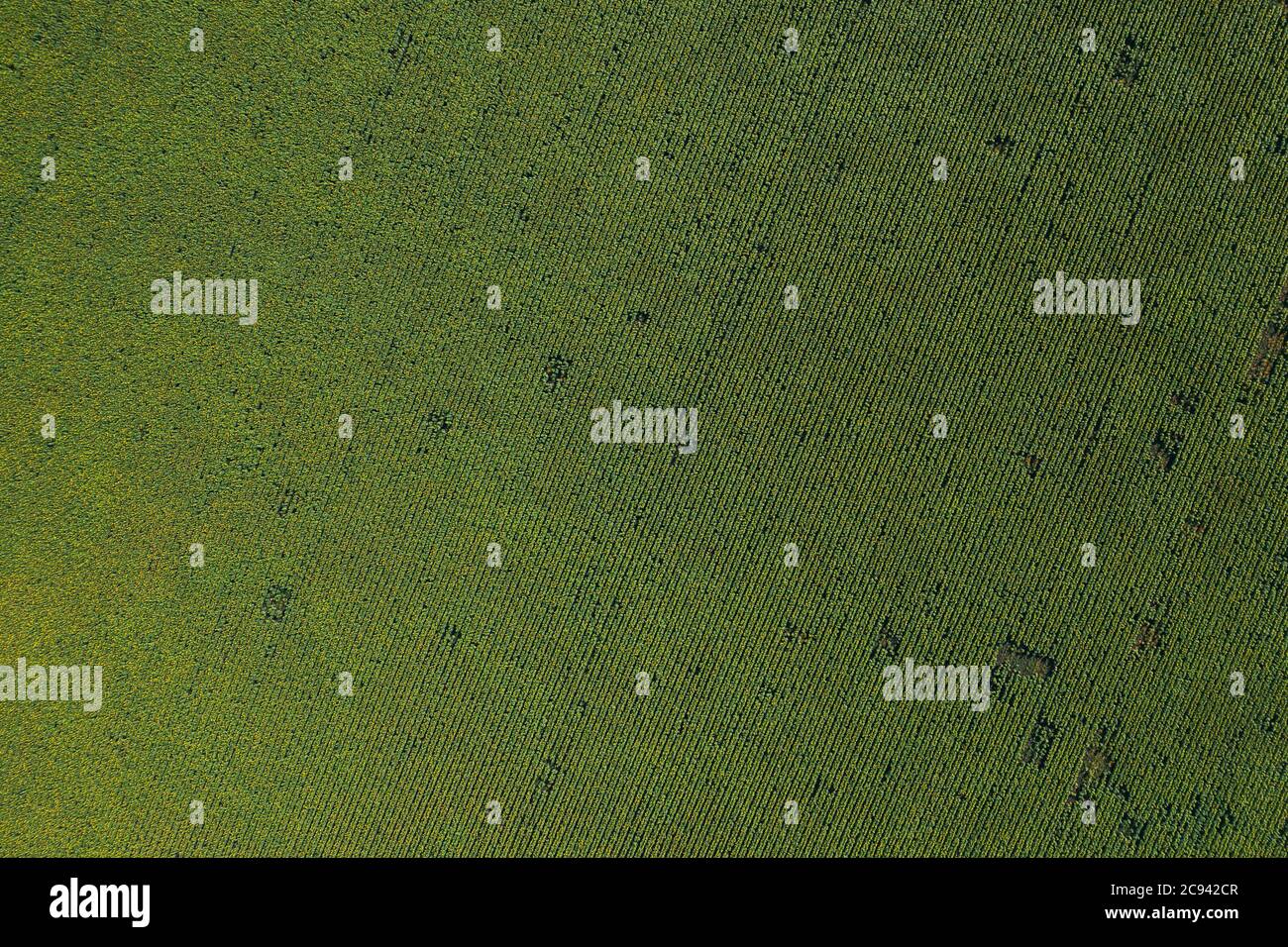 Campo agricolo verde paese con linee filari, vista aerea dall'alto. Foto Stock