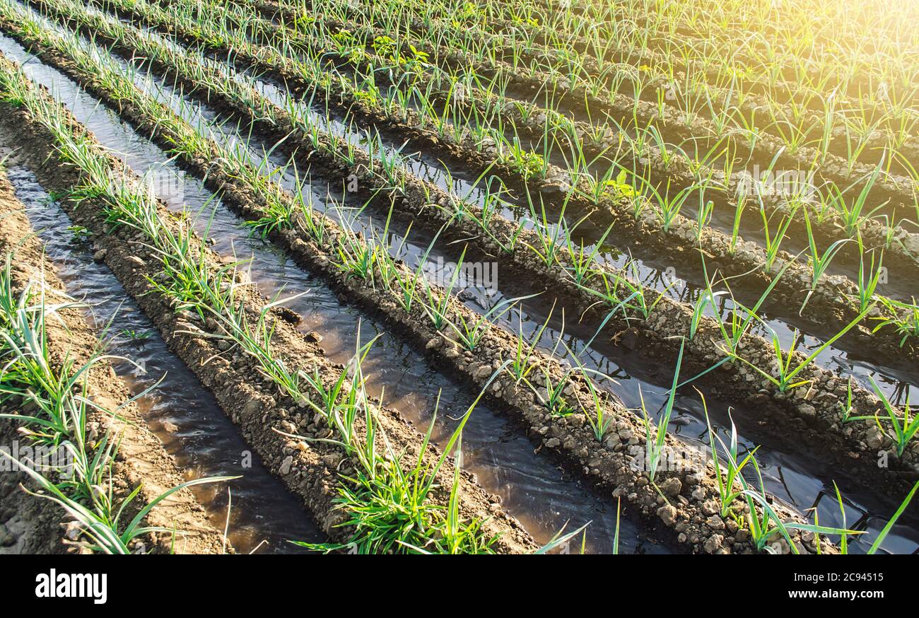 L'acqua scorre attraverso i canali di irrigazione su una piantagione di cipolle di porro di fattoria. Agricoltura e agroalimentare. Cura delle piante, cibo crescente. Conservazione di Foto Stock