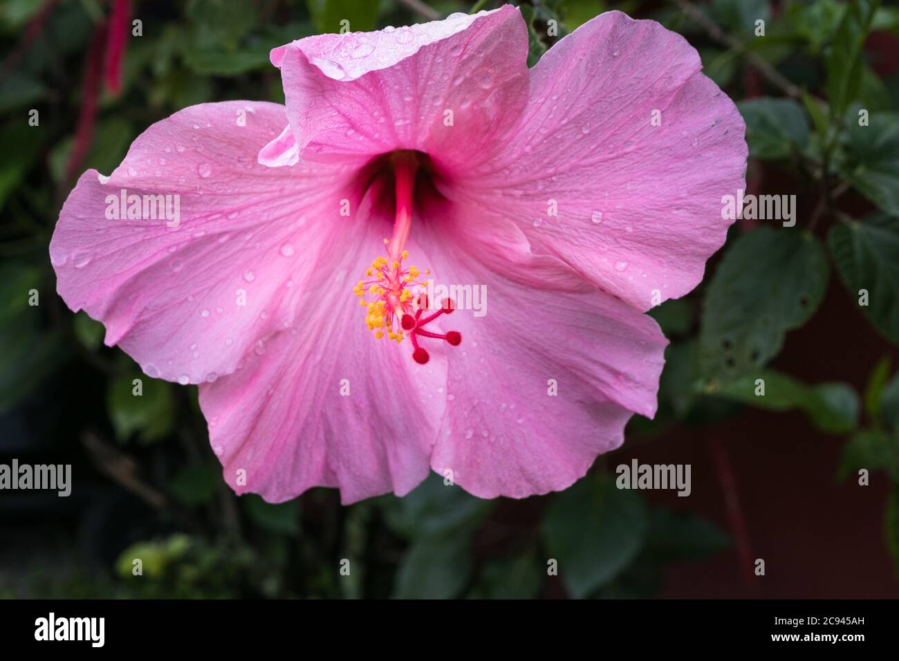 Gli estratti di Hibiscus contengono un'ampia gamma di composti bioattivi e forniscono una miriade di potenziali benefici per la salute Foto Stock