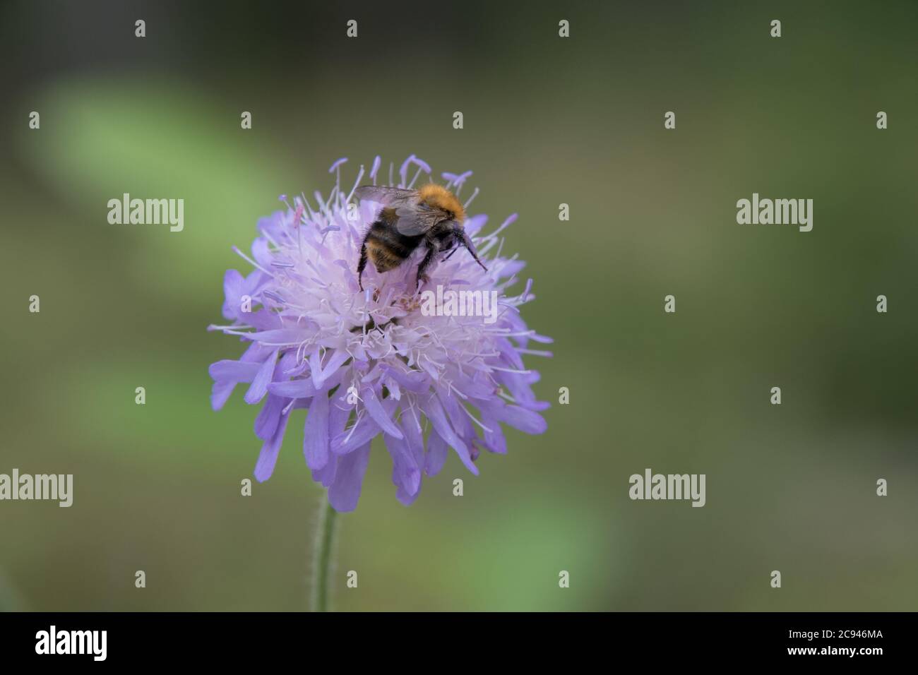 Ape su un fiore nel fuoco stretto della foresta. Foto Stock