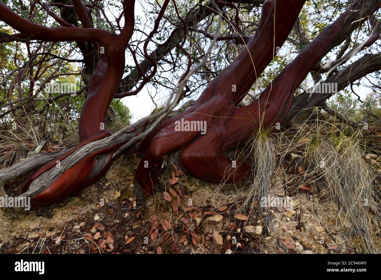 Un albero di manzanita cresce lungo l'Arizona National Scenic Trail, Gardner Canyon, Santa Rita Mountains, Coronado National Forest, Sonoita, Arizona, USA. Foto Stock