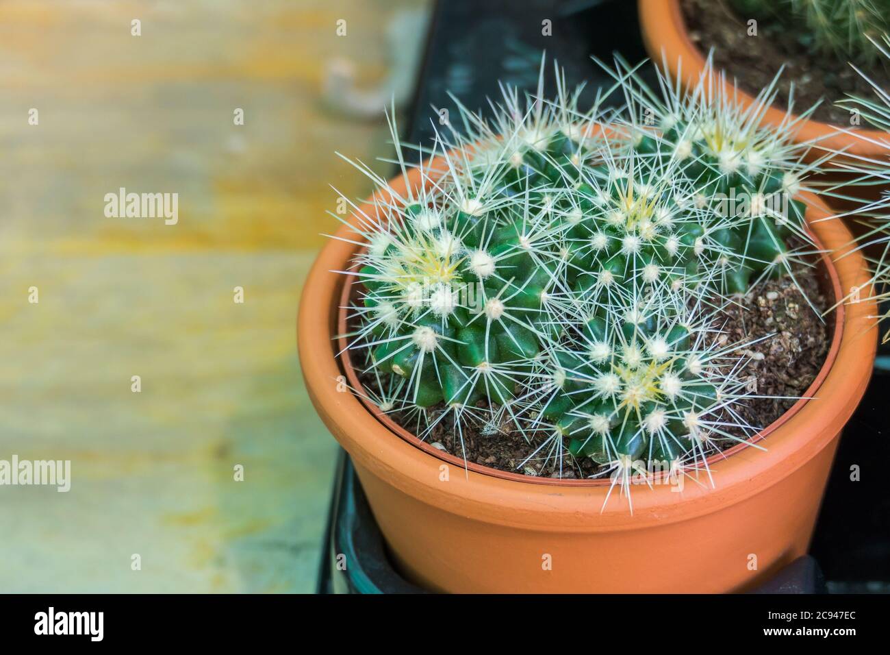 cactus in una pentola al chiuso visto da vicino in luce del giorno Foto Stock