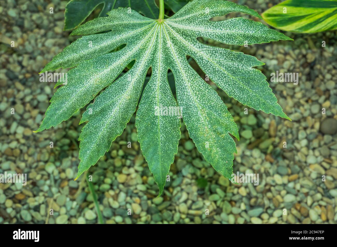 dettaglio di una foglia di pianta fatsia japonica variegata giapponese aralia Foto Stock
