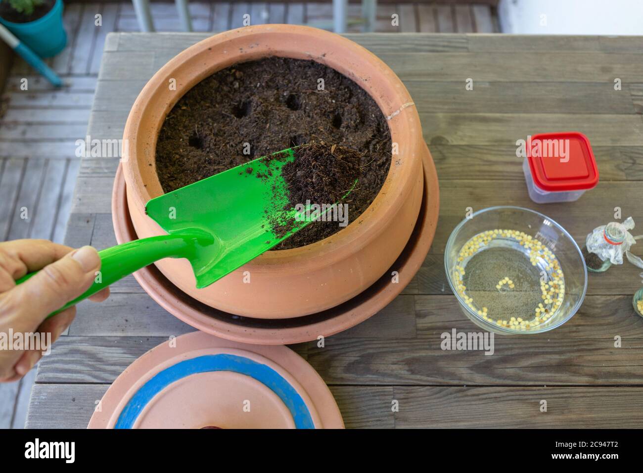 Mano dell'uomo caucasico che copre i fori di semi di pepe verde con il terreno in una piccola pentola con una spatola verde. Attrezzi di germinazione di seme compreso il vaso di terra. Foto Stock