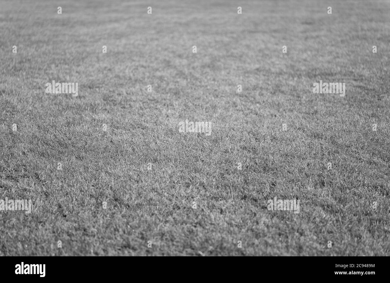 Sfondo verde erba. Erba tessitura prato. Campo da calcio o golf. Erba terra. Erba erbosa. Campo sportivo. Foto Stock