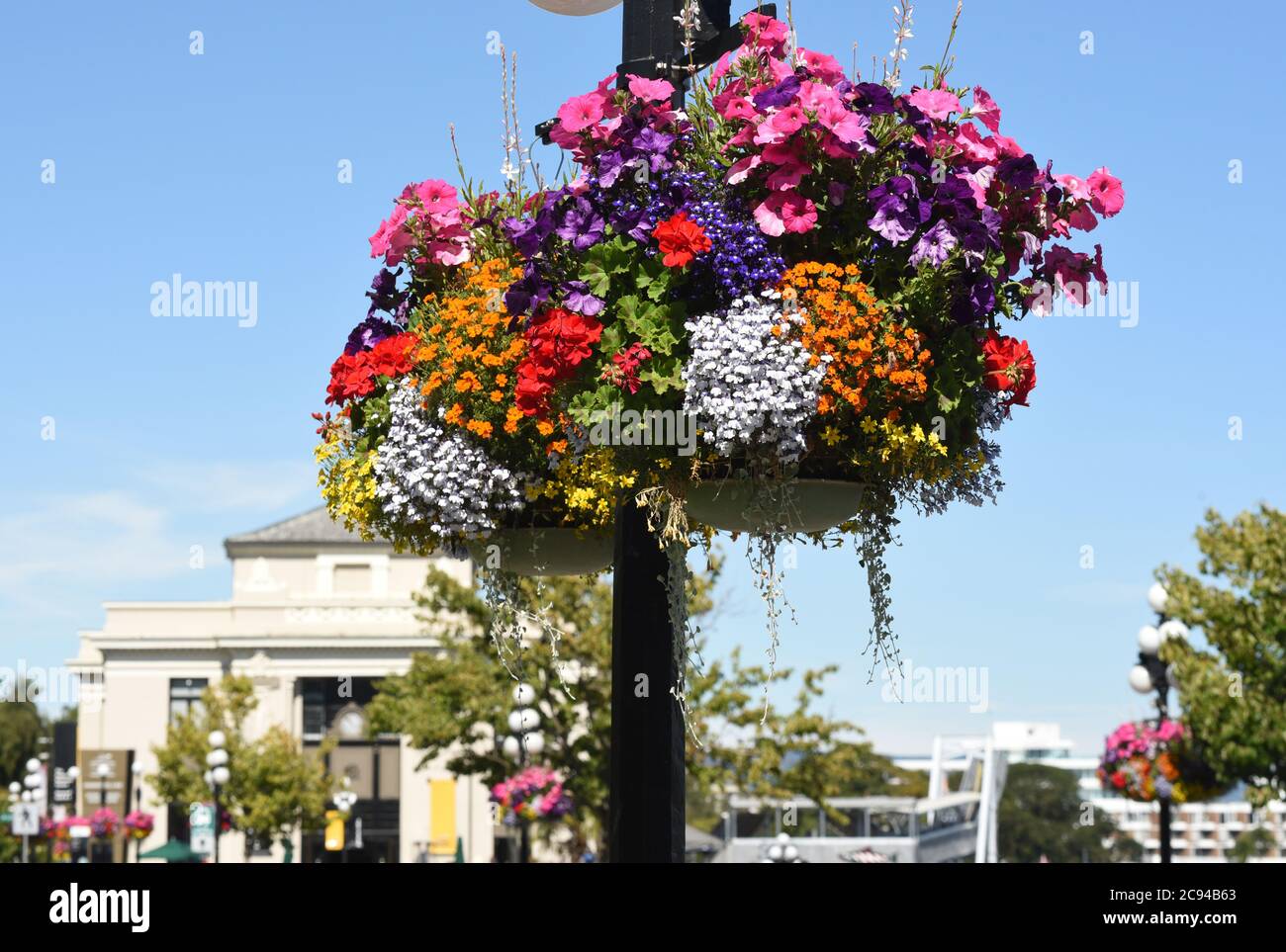 I cestini di fiori appesi ai lampioni fioriscono nel sole estivo a Victoria, British Columbia, Canada sull'isola di Vancouver. Foto Stock