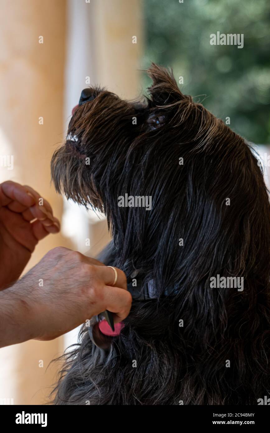 L'uomo bianco combatte il suo cane nero Foto Stock