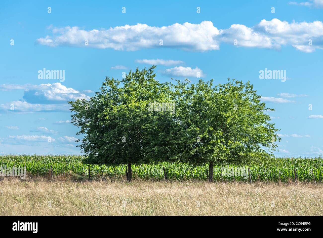 Due alberi si allineano al bordo di un raccolto di mais in una regione rurale del Midwest durante una giornata luminosa e soleggiata. Foto Stock