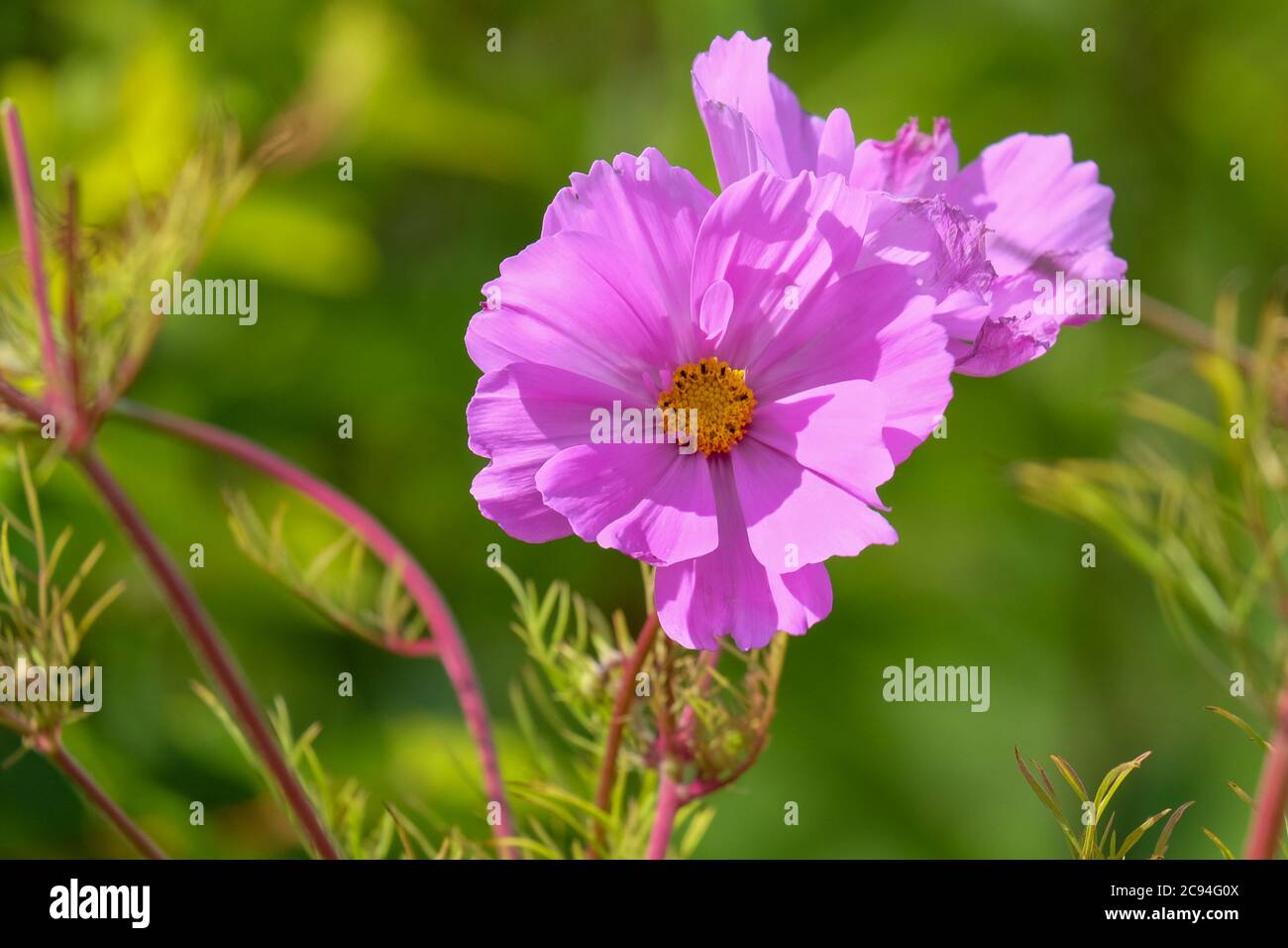 Un grande fiore di cosmo rosa con un centro giallo. Gli stami sono gialli. I petali sono cartacei e rosa con una superficie lucida e una fioritura simile a margherita Foto Stock