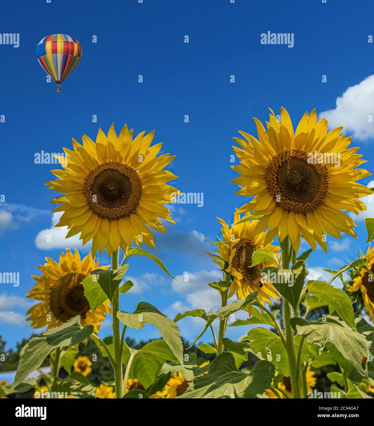 Due girasoli in blu con palloncino Foto Stock
