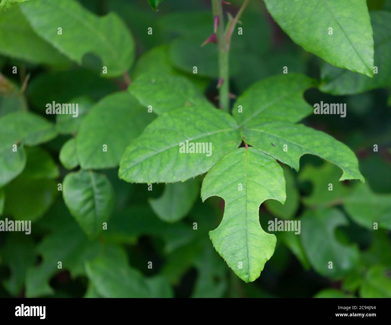 Danno alle giovani foglie di rosa da parte delle api tagliafoglie, che usano i tagli delle foglie per allineare il loro nido. Le rose di solito non sono danneggiati da questa attività. Foto Stock