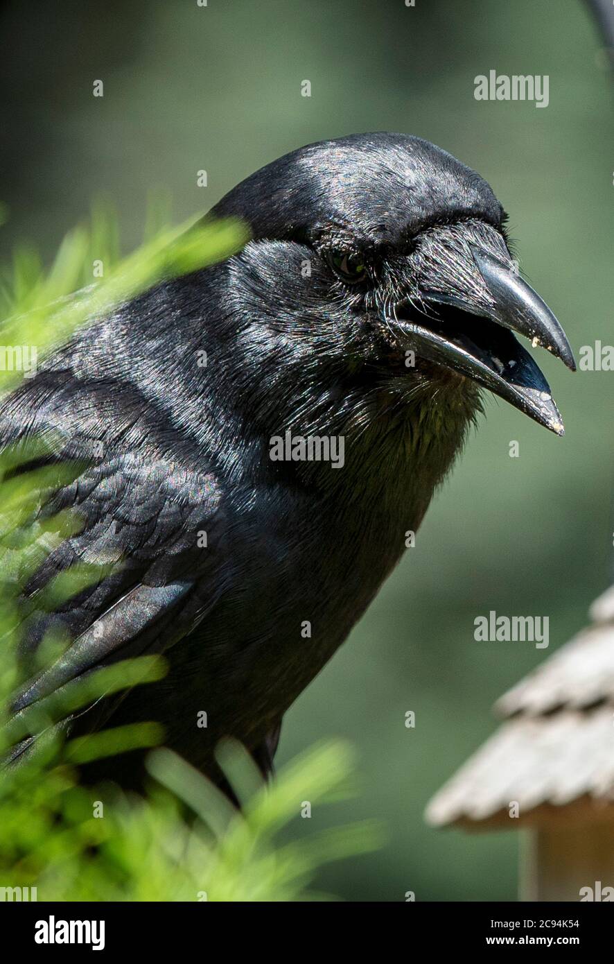 Il grande uccello nero posa per un ritratto. Foto Stock