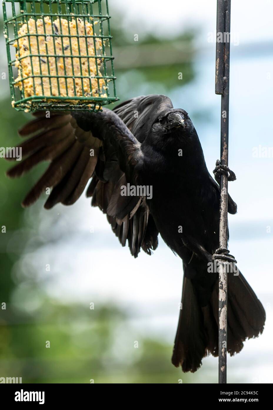 Grande uccello nero aggrappato ad un palo Foto Stock