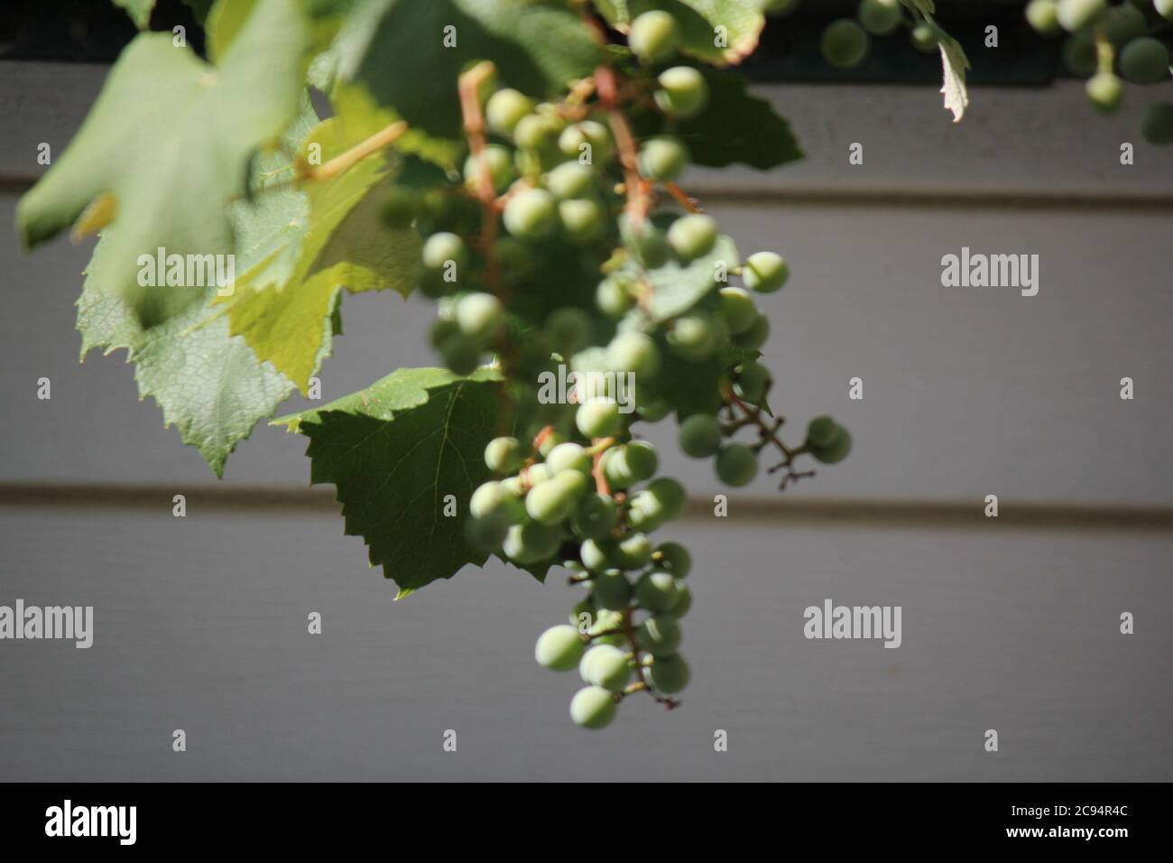 Perfetta uva da vino albanese fresca che cresce nel cortile. Foto Stock