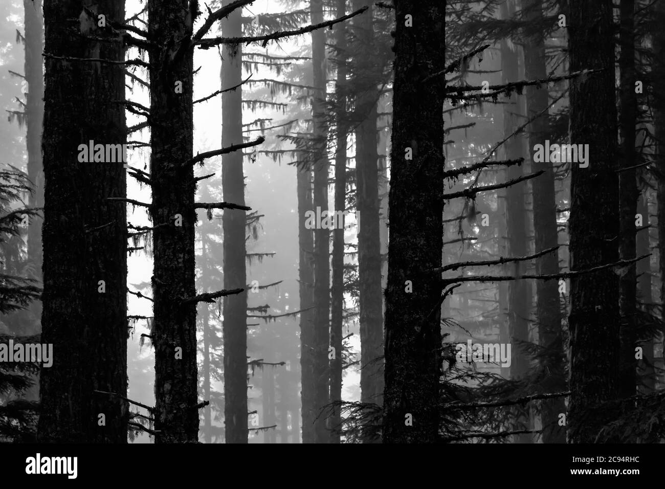 Foresta di conifere in una mistica mattinata estiva a Gifford Pinchot National Forest, Washington state, USA Foto Stock