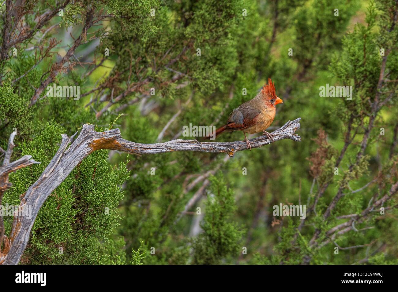 Una bella femmina cardinale settentrionale arroccato sulla cima di un albero di Juniper deserto. Foto Stock