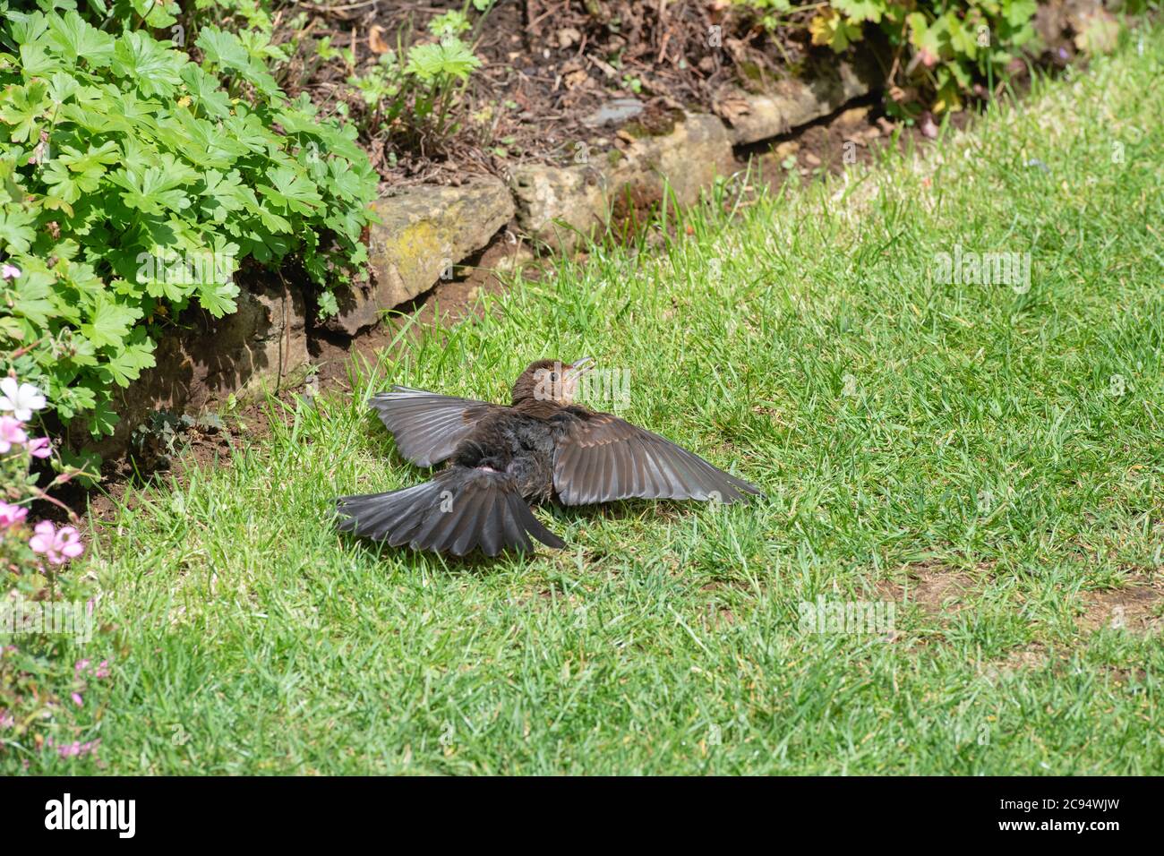 Turdus merula. Giovane femmina Blackbird prendere il sole in un giardino. REGNO UNITO Foto Stock