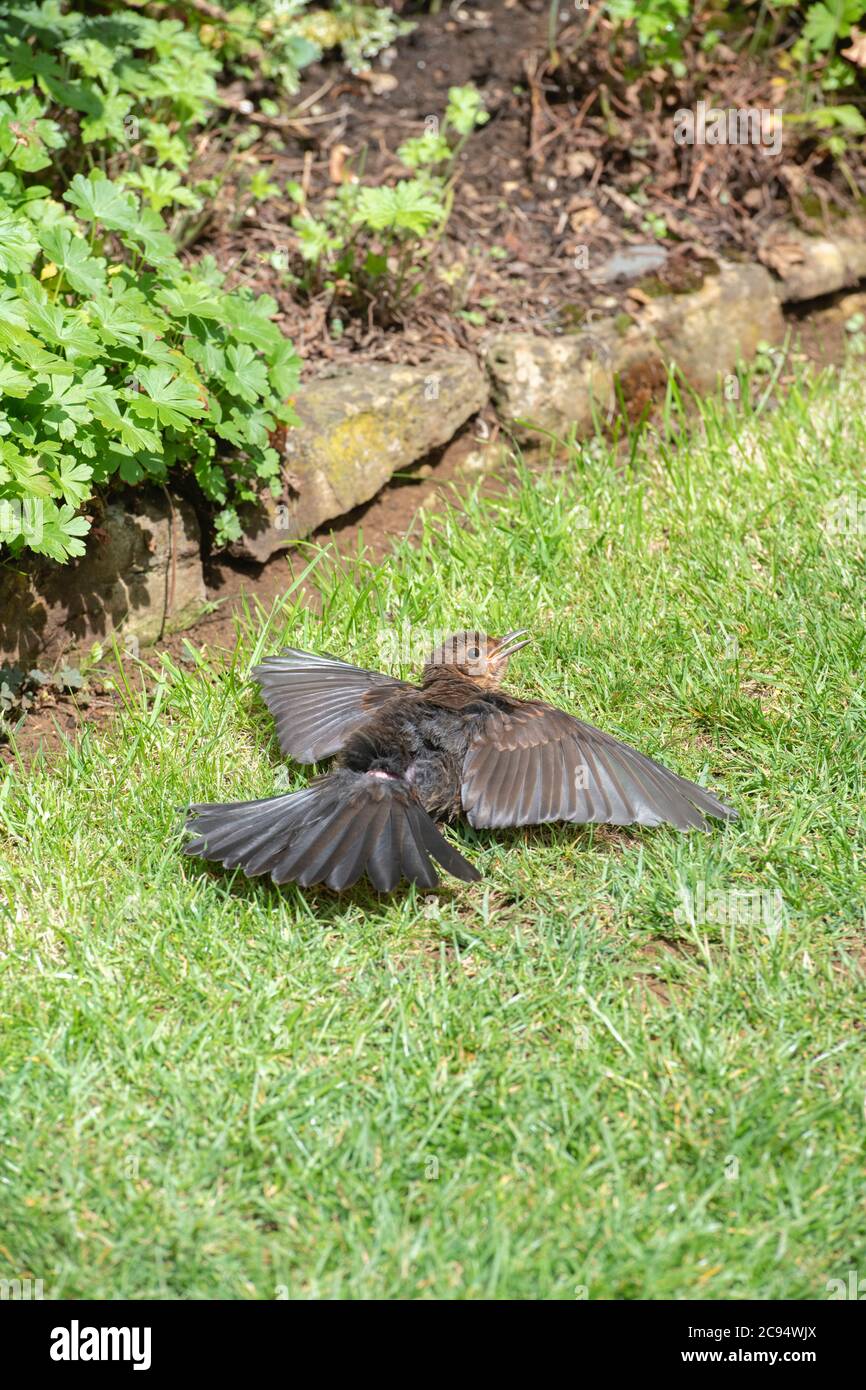 Turdus merula. Giovane femmina Blackbird prendere il sole in un giardino. REGNO UNITO Foto Stock