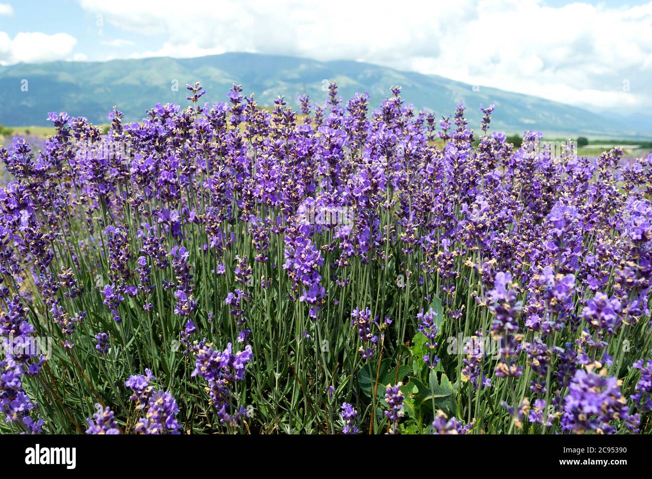 Lavanda bulgara Foto Stock