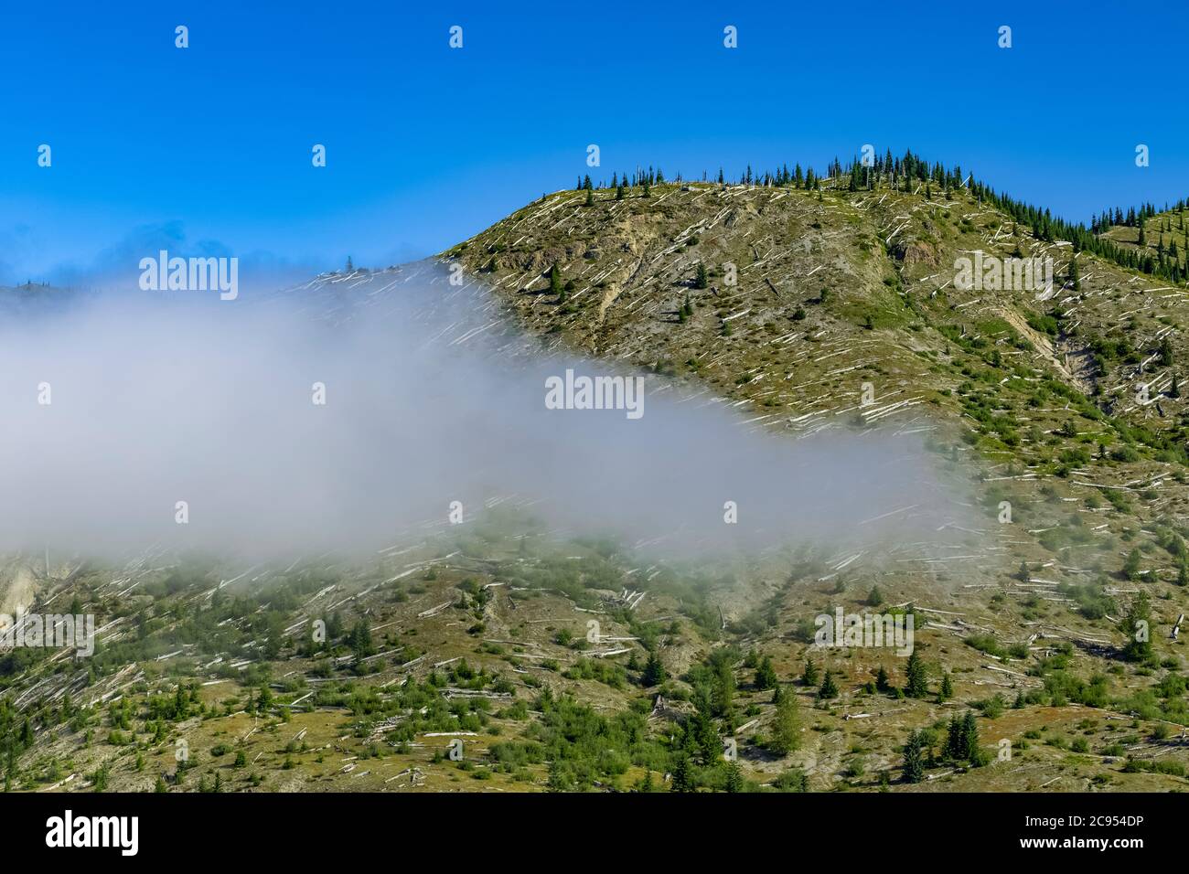 Alberi appiattiti dalla forza dell'eruzione nel Mount St. Helens National Volcanic Monument, Gifford Pinchot National Forest, Washington state, USA Foto Stock