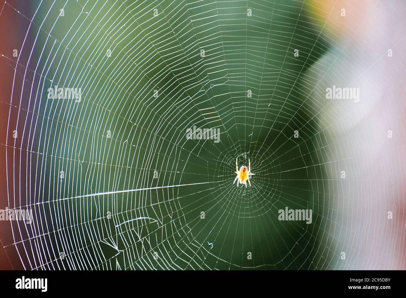Piccolo ragno spaventoso sulla larga rete bianca nella foresta. Insetti selvatici in natura. Caccia agli animali Foto Stock