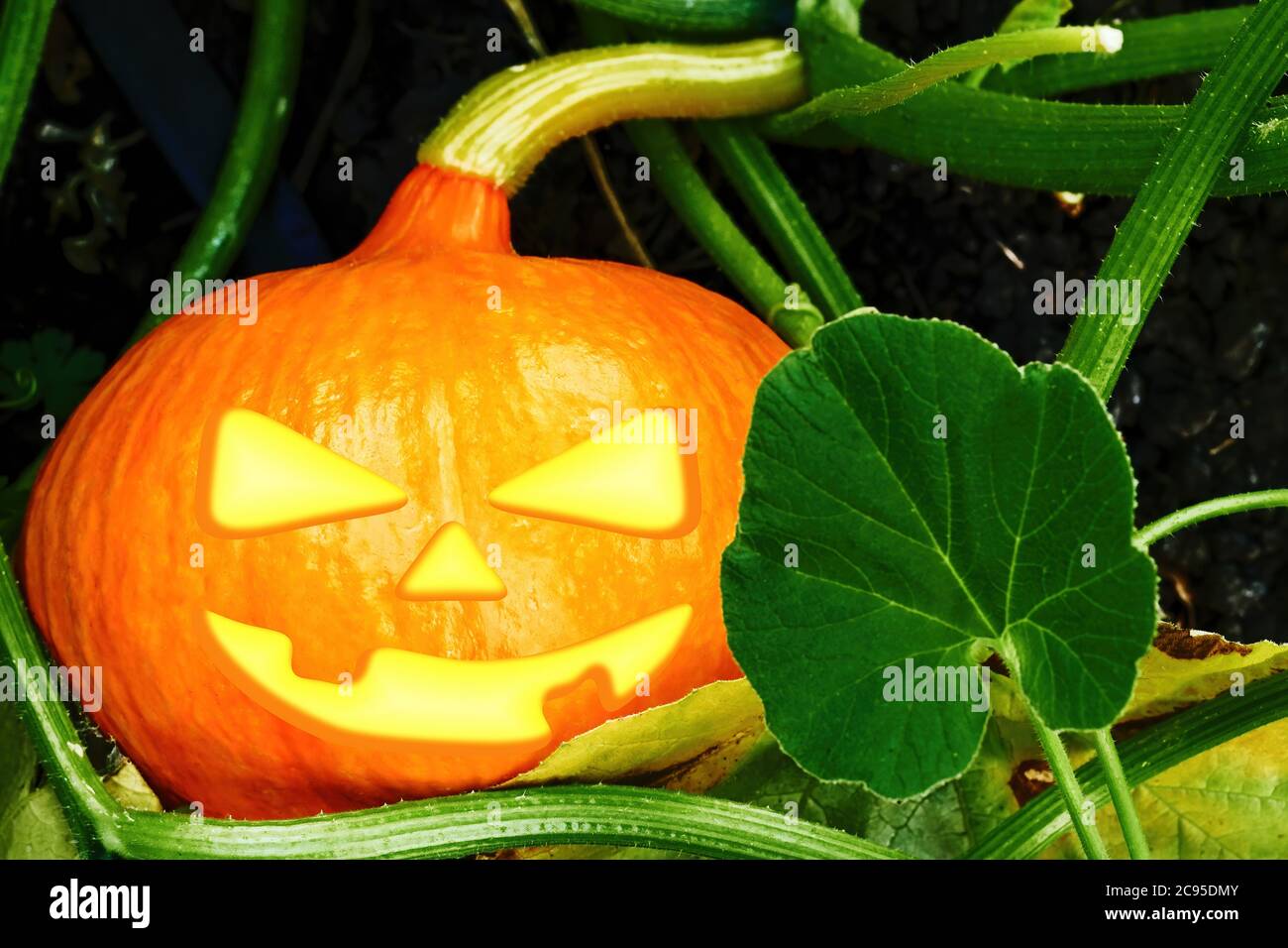 La spaventosa zucca arancione per Halloween è cresciuta nel giardino di cortile. Simboli delle vacanze e volti spooky. Foto Stock