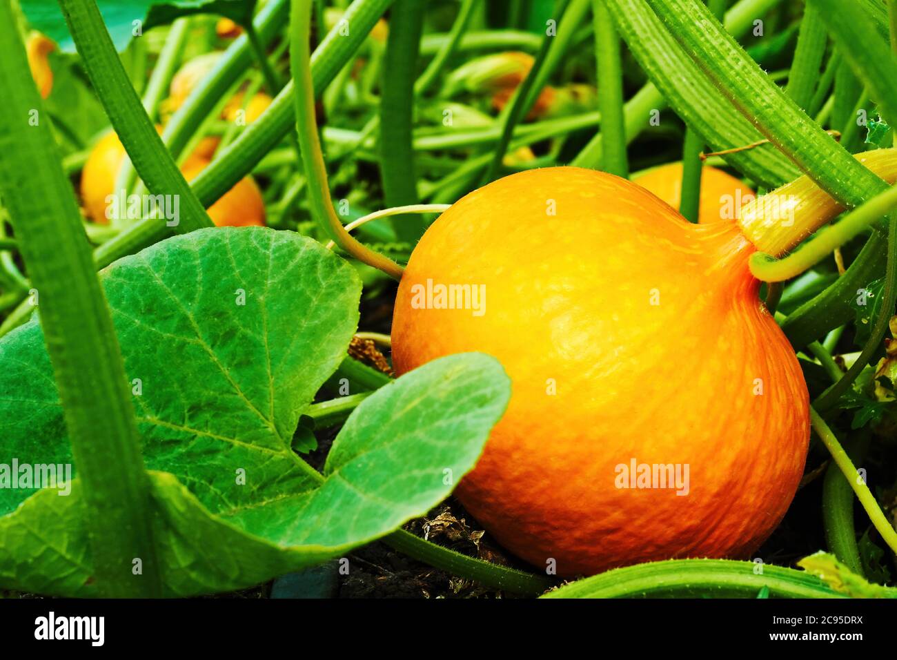 Zucca di arancia matura per Halloween che cresce nel letto da giardino. Raccolta stagionale e agricoltura. Verdure crude Foto Stock