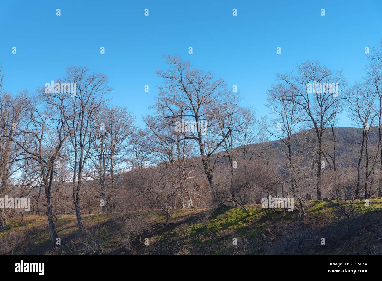 Inverno foresta alberi linea in collina verde Foto Stock