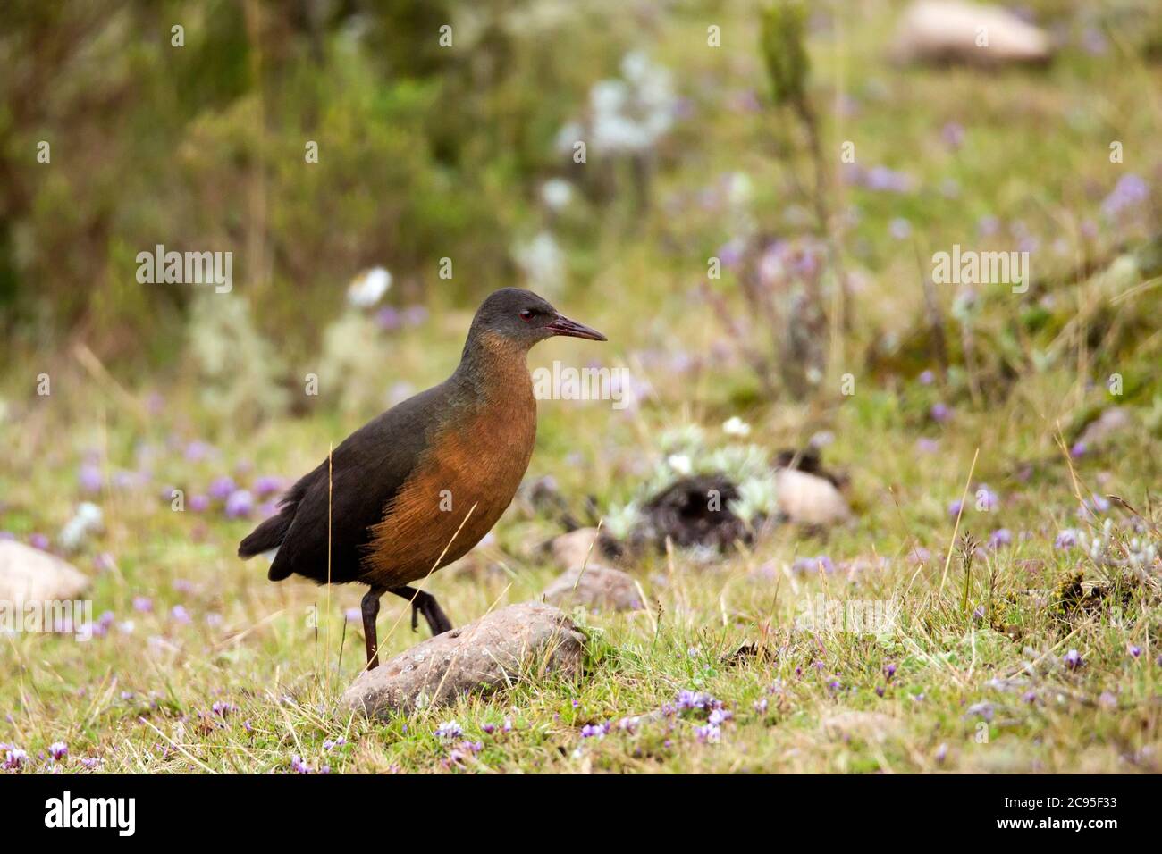 Rouget la rampa (Rougetius rougetii). Questo uccello è endemica in Etiopia. Fotografato a Bale Mountains National Park, Etiopia. Foto Stock