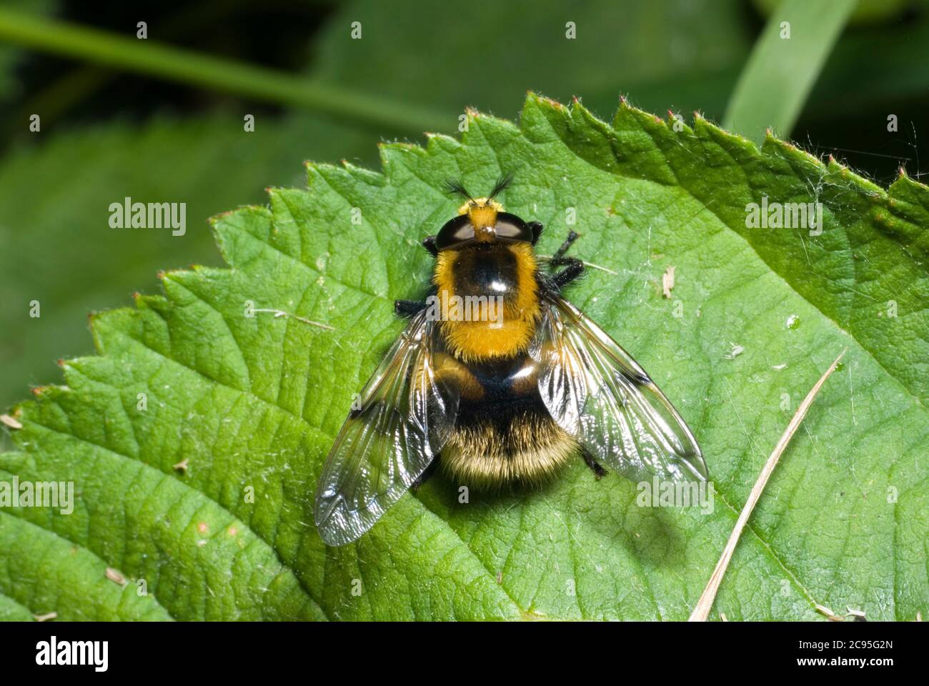 Volucella bombylans Hoverfly Foto Stock