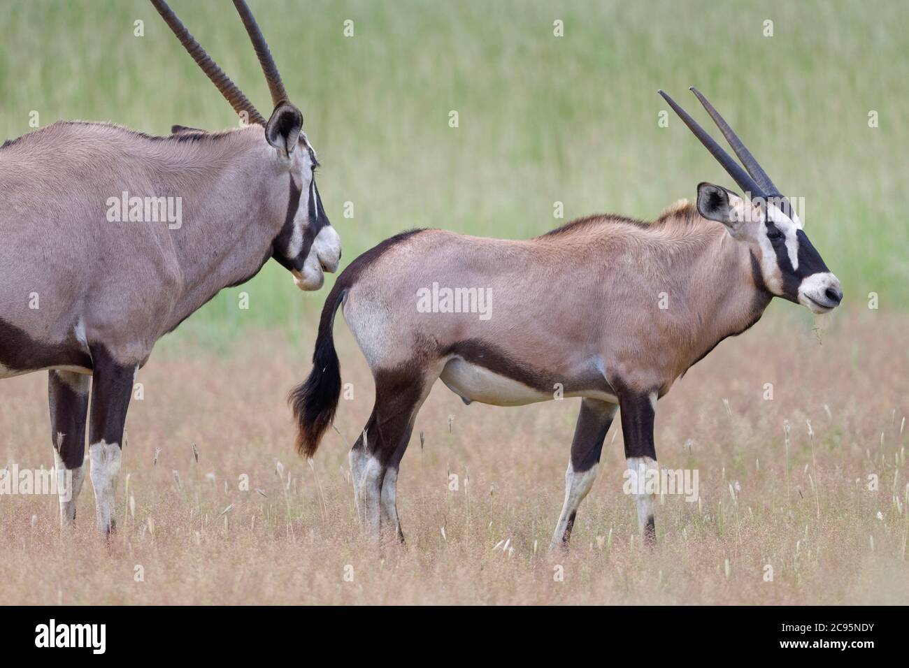 Gemsboks (Oryx gazella), madre con giovane orice maschile, in piedi in erba alta, Kgalagadi Tranfrontiera Park, Capo del Nord, Sud Africa, Africa Foto Stock