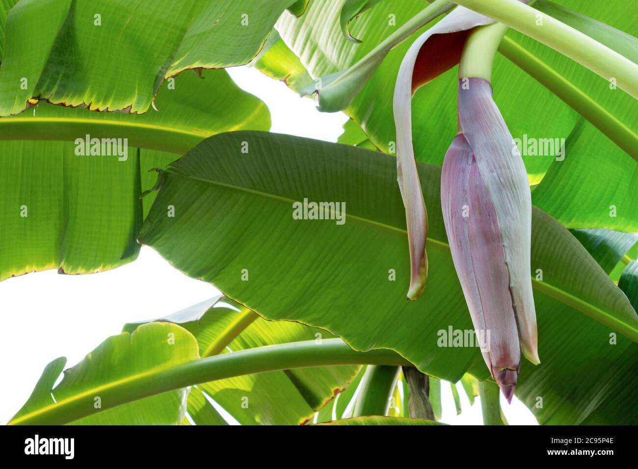 banana albero e banana fiore di cavolo di banana che cresce sulla piantagione a non-chimica biologica banana fattoria con copia spazio. sicurezza alimentare e agricola Foto Stock