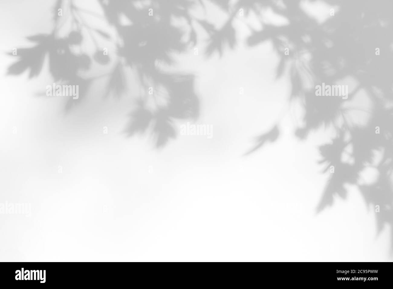 ombra grigia di foglie di biancospino su una parete bianca Foto Stock