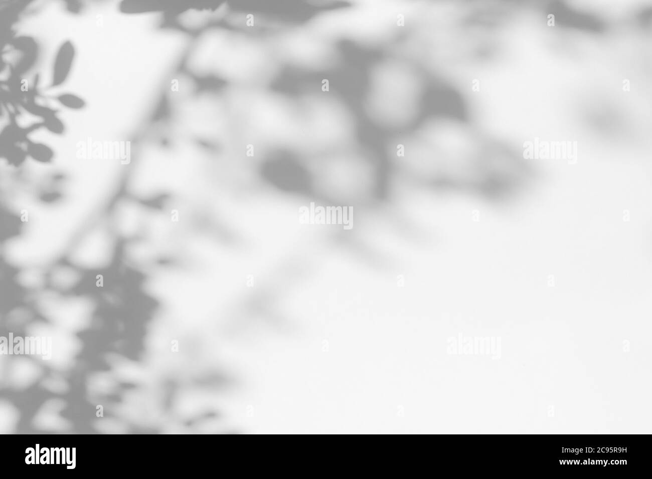 ombra grigia di foglie su una parete bianca Foto Stock